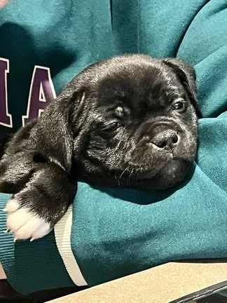 La mia Staffyna preferita