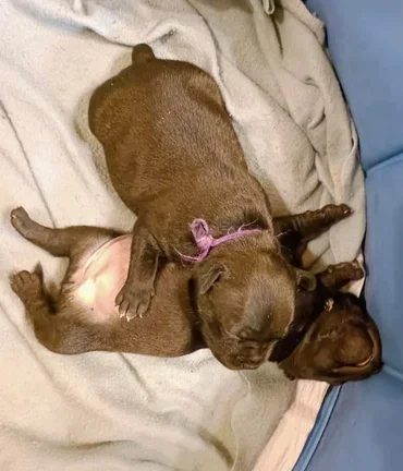 Staffy cuccioli 15 giorni