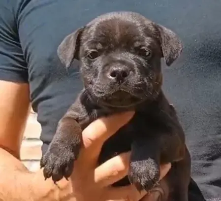 Cuccioli maschio di Staffy  30 giorni