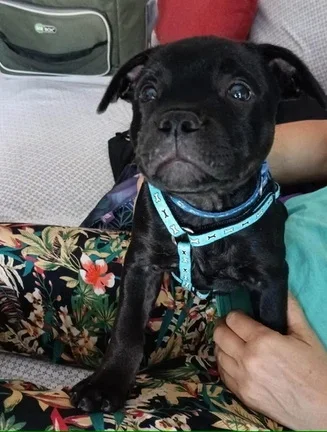 Cucciolino di Staffy