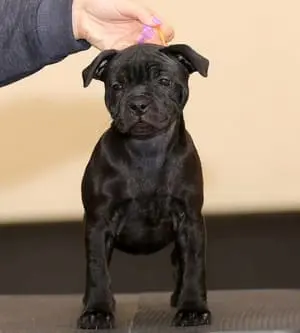 Cucciola Staffordshire bull terrier di due mesi
