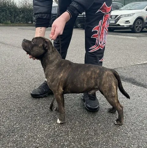 Lothar Matthäus, Staffordshire Bull Terrier dell'allevamento Del Piccolo Diavolo