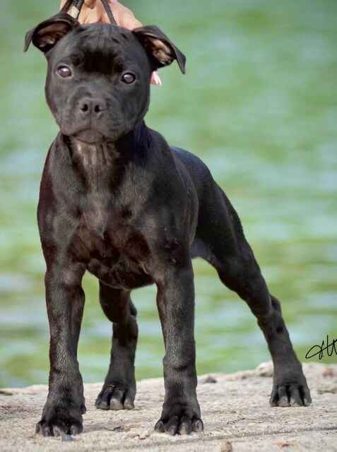 Staffordshire bull terrier cucciola