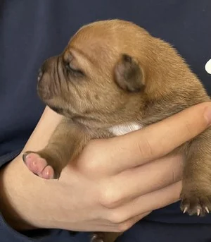 Cucciolino maschio di Staffordshire bull terrier fulvo