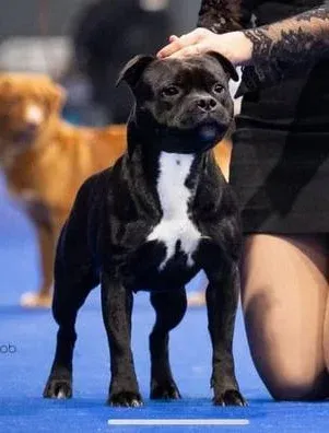 Bilquis Goddess Diabhal, Staffordshire Bull Terrier dell'allevamento Del Piccolo Diavolo