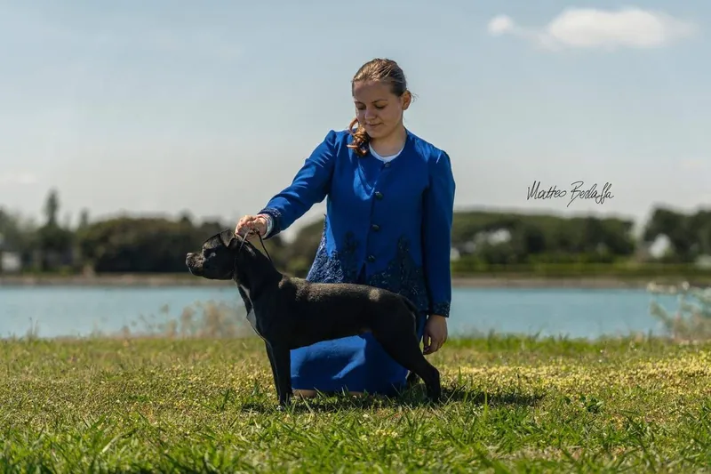 Queen of California, Staffordshire Bull Terrier dell'allevamento Del Piccolo Diavolo