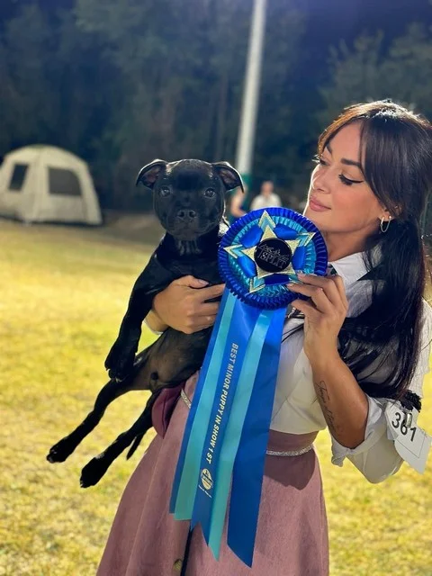 Un piccolo cucciolo di Staffordshire bull terrier